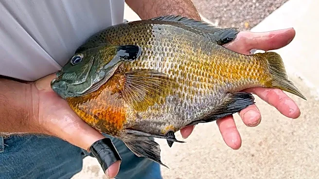 Fisherman buys new rod to celebrate retirement, lands record bluegill
