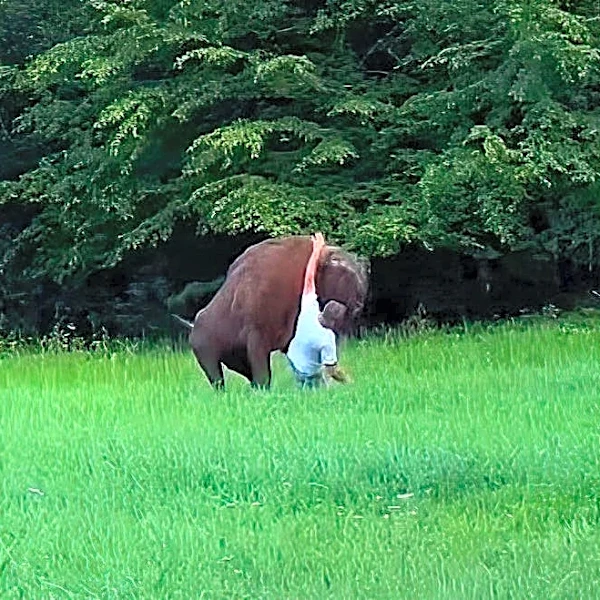 Tourist in Poland approaches bison, pays a painful price