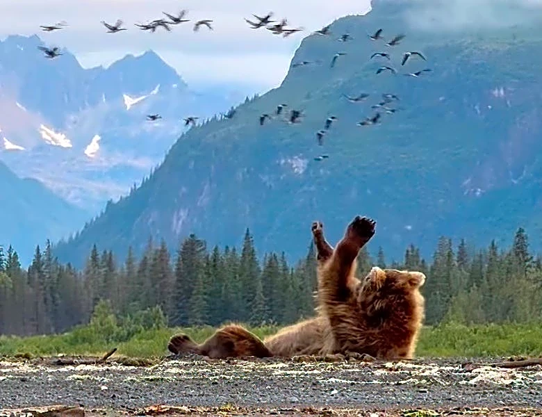 Alaskan brown bear appears to wave at passing flock of birds