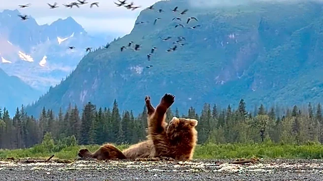 Alaskan brown bear appears to wave at passing flock of birds
