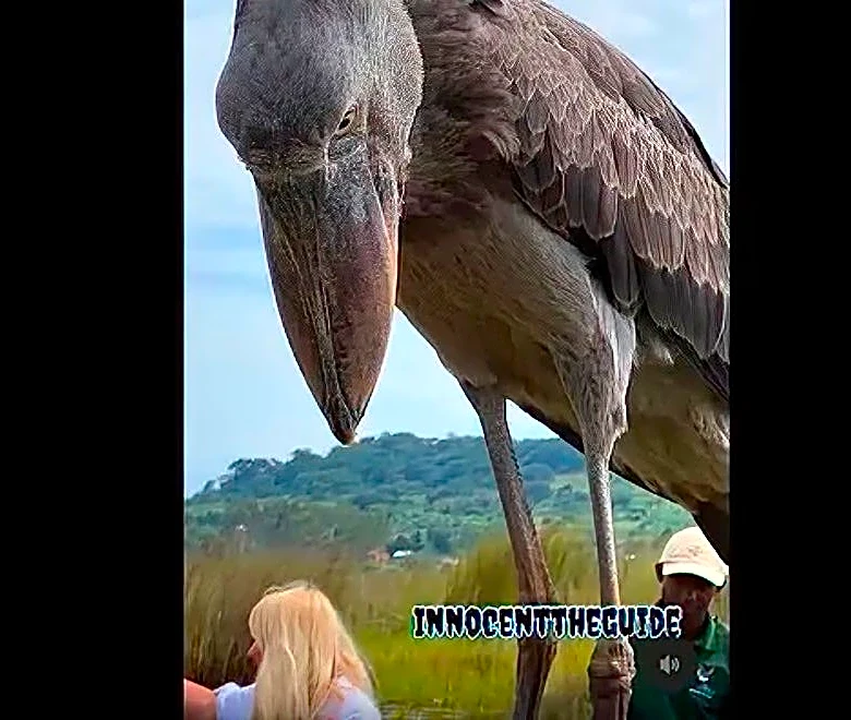 It's nesting season for shoebills, and that means 'baby dinosaurs'