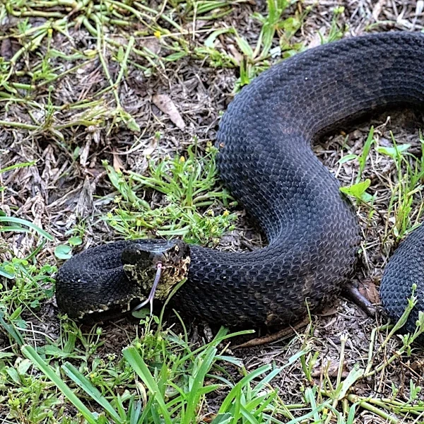 How an Arkansas player spent an hour with a venomous snake in his football helmet