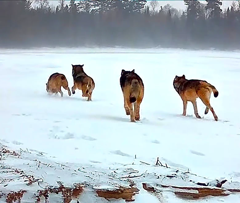 Wolves shown hunting deer across frozen shoreline in howling wind