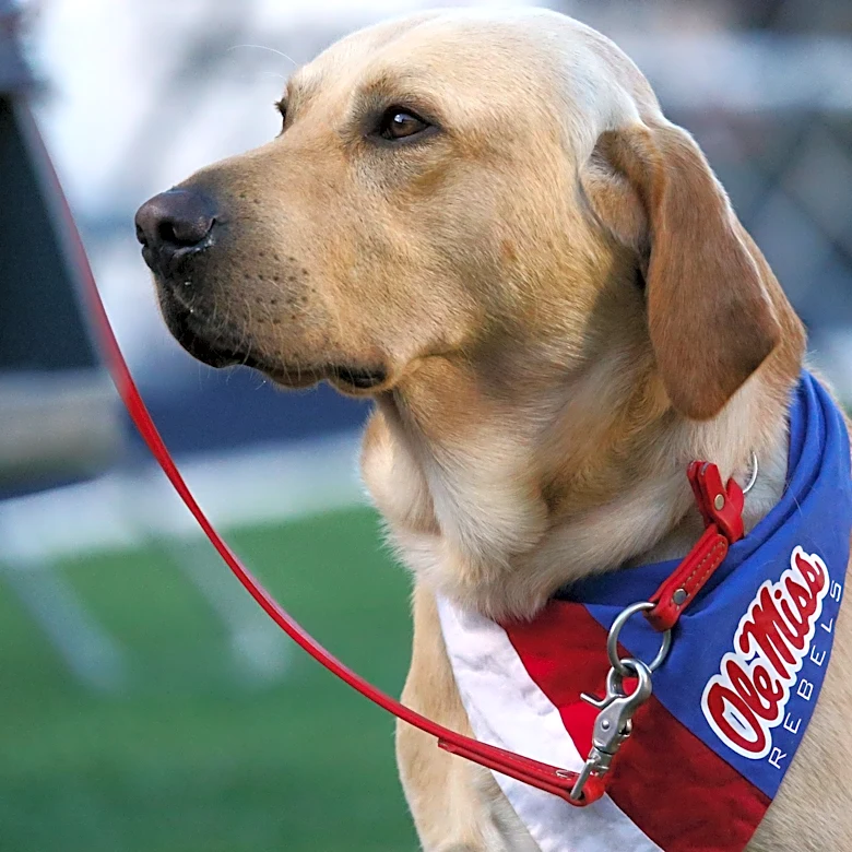 LSU has already resorted to dog pics in battle over Jayden Daniels' jersey number