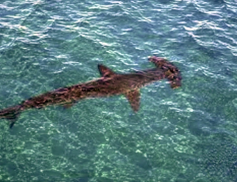 El Niño surprise? Hammerhead shark spotted off Malibu Pier