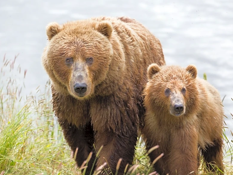 Alaskan community rocked after state kills mama brown bear, 3 cubs
