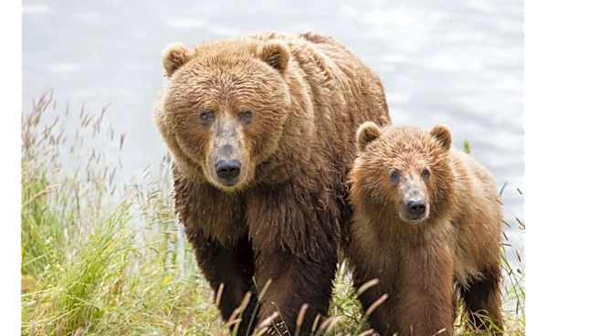 Alaskan community rocked after state kills mama brown bear, 3 cubs