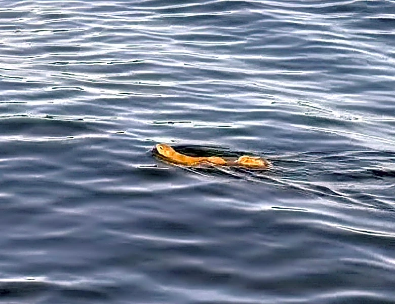 Fishermen to the rescue in comical encounter with squirrel on lake