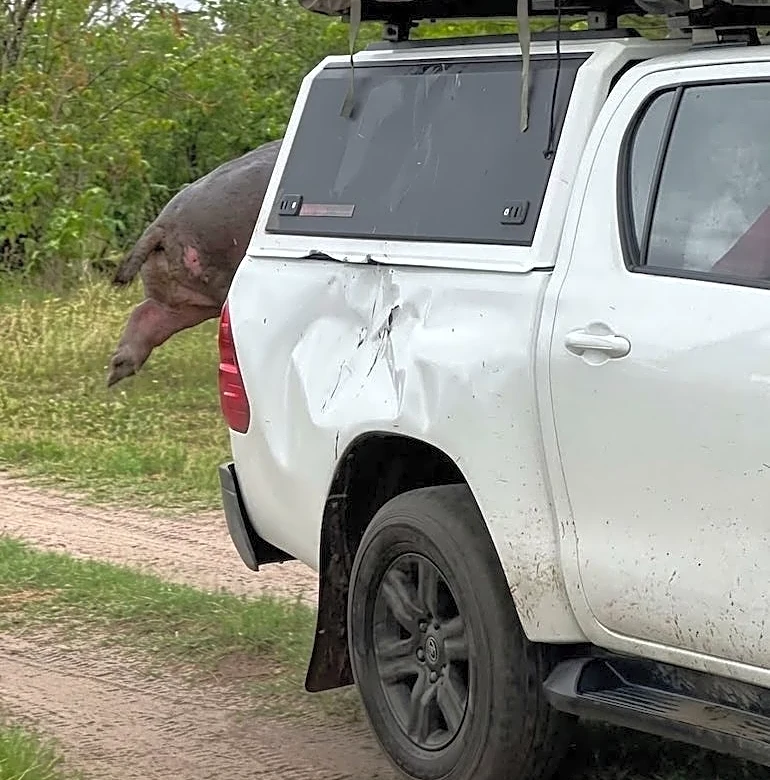 Angry hippo tries taking bite out of safari vehicle in rare video