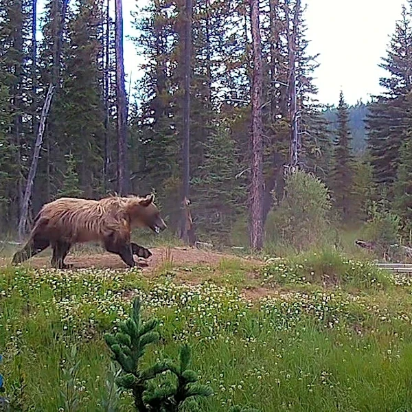 Young grizzly bear, learning to hunt, tries to run down wild horses