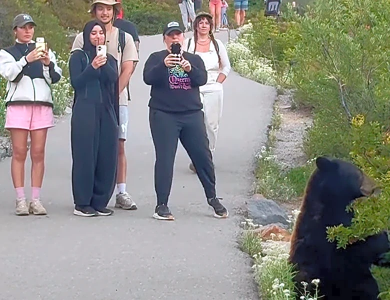 Mt. Rainier tourists shown foolishly approaching roadside bear