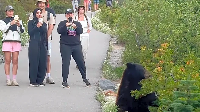 Mt. Rainier tourists shown foolishly approaching roadside bear