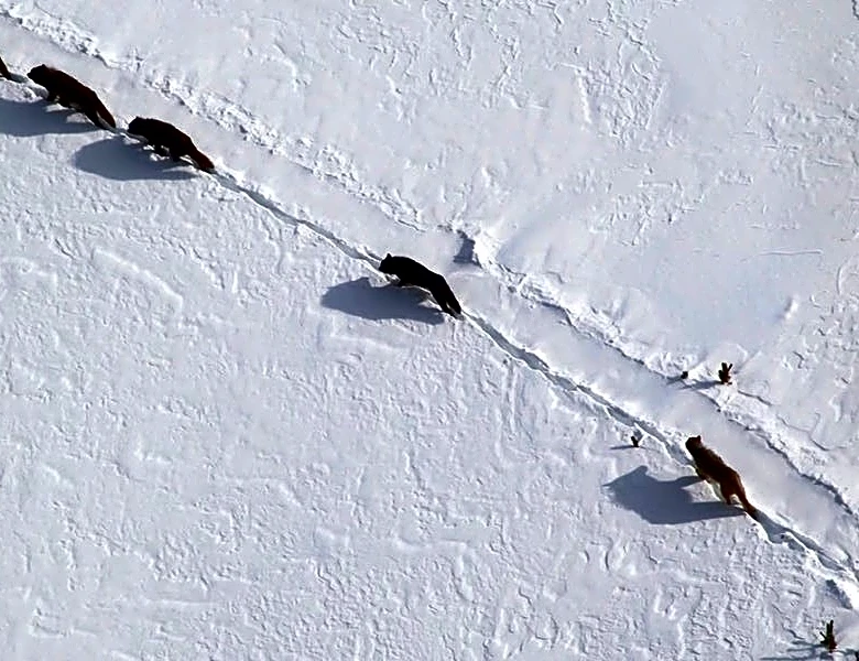 Iconic Yellowstone wolf, now outside the park, in hunter's crosshairs