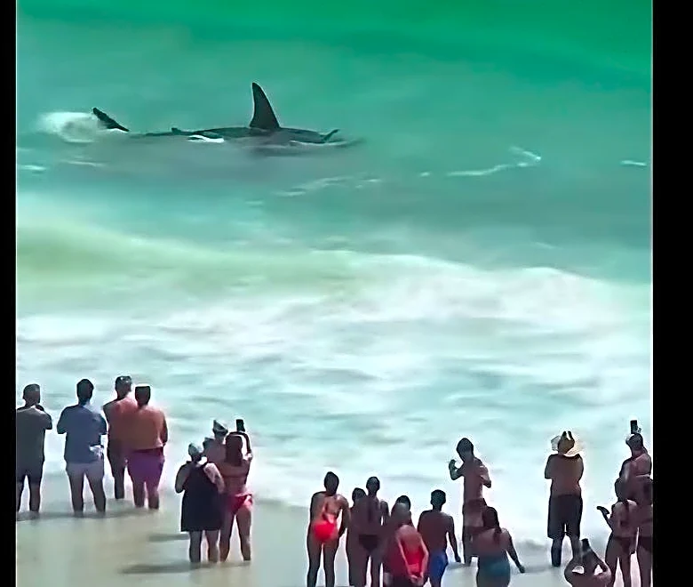 Giant hammerhead shark creates major spectacle in Florida shallows