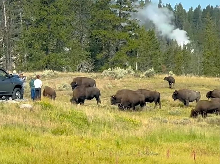 Reckless Yellowstone tourists play dangerous game of bison roulette