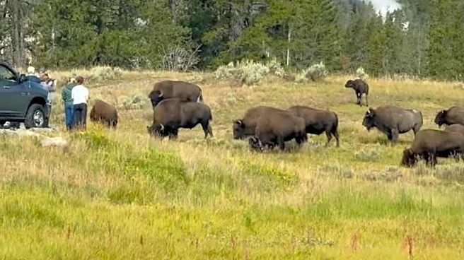 Reckless Yellowstone tourists play dangerous game of bison roulette