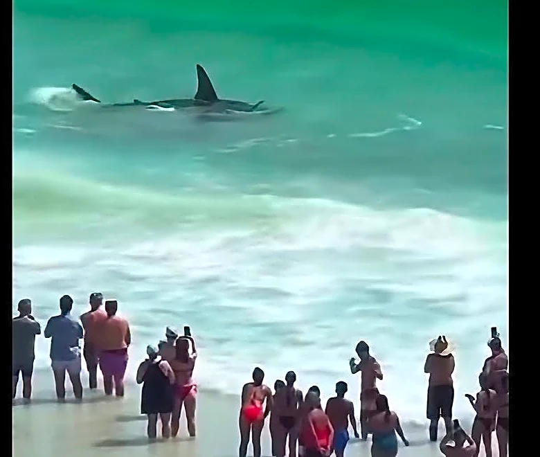 Do hammerhead sharks inhabit the Gulf of Mexico or Gulf of America?