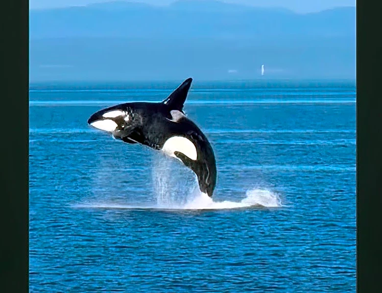 Orca named Jack shown exhibiting his best 'Free Willy impersonation'
