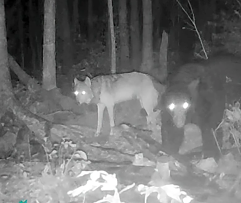 Why wolves are hanging out near bears in Minnesota