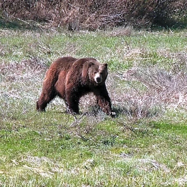 Hunter mauled by grizzly bear in Alaska was sure he would die