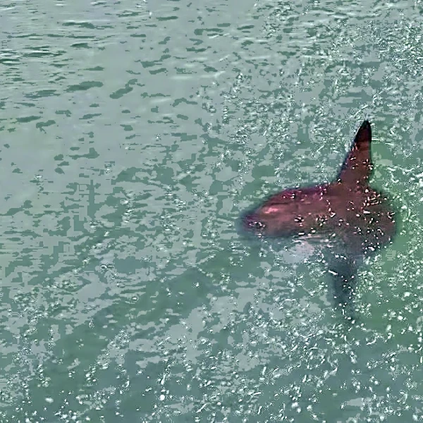 Mesmerizing footage shows massive sunfish lolling in surf zone