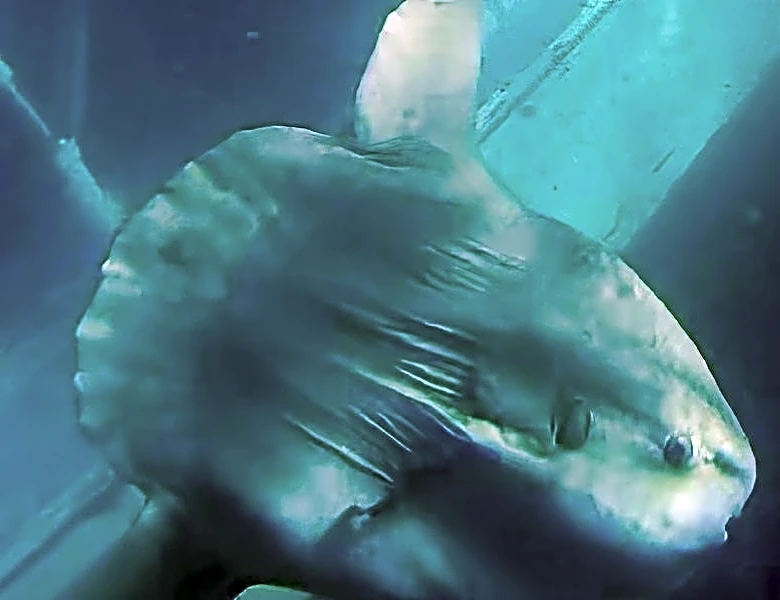 Sunken boat off Newport Beach attracts alien-like visitors
