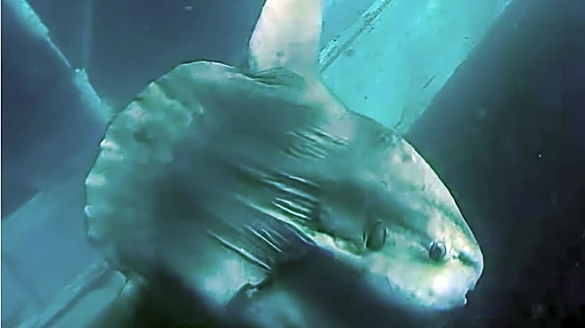 Sunken boat off Newport Beach attracts alien-like visitors