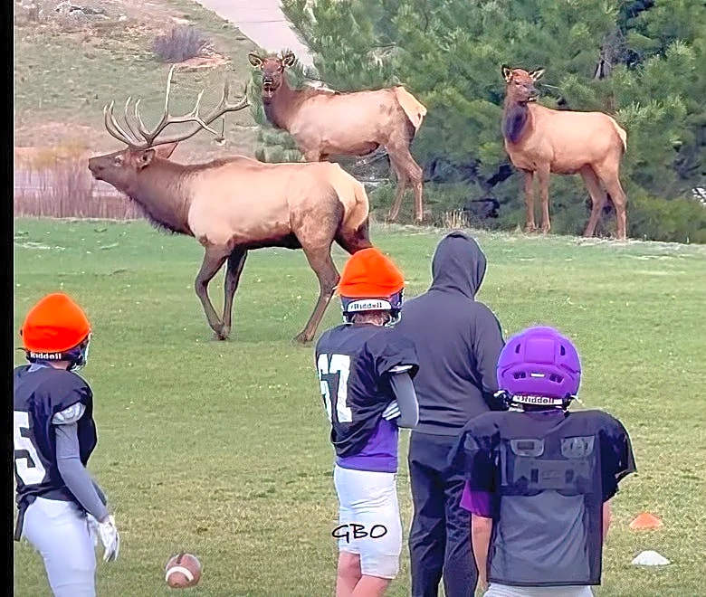 'Put us in coach!' – massive elk crash youth football practice