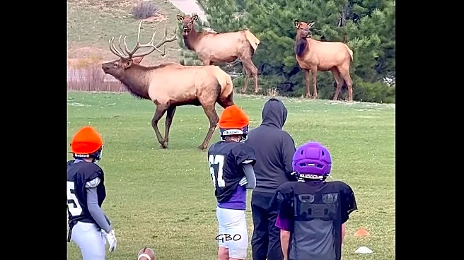 'Put us in coach!' – massive elk crash youth football practice