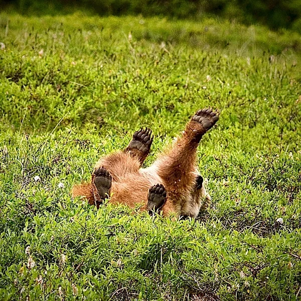 Grizzly bear rolls merrily down hill in Denali, and in other news...