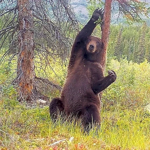 Yukon grizzly bear shown in stages of pure back-scratching bliss