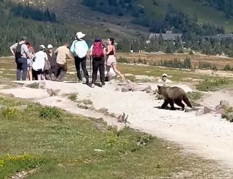 Watch: Grizzly bear runs toward terrified hikers, but look closer