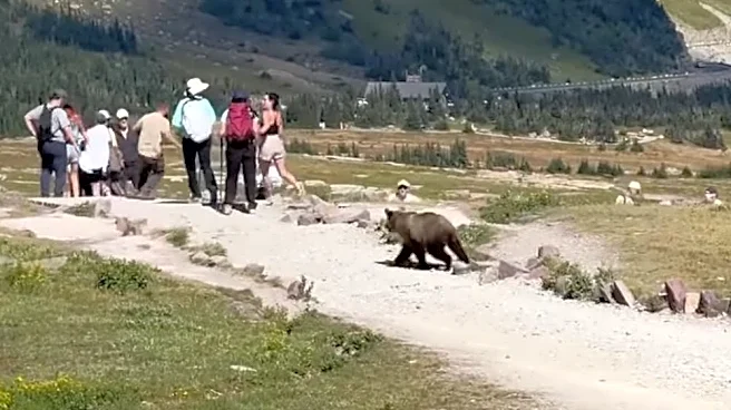 Watch: Grizzly bear runs toward terrified hikers, but look closer