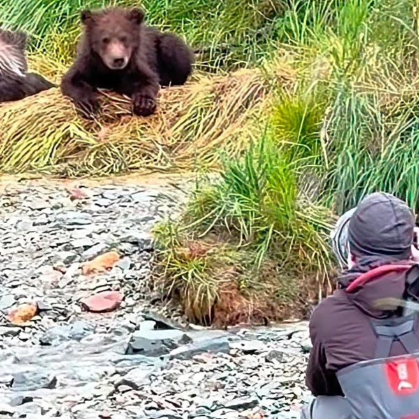 'Human stupidity' on full display in Alaskan brown bear country