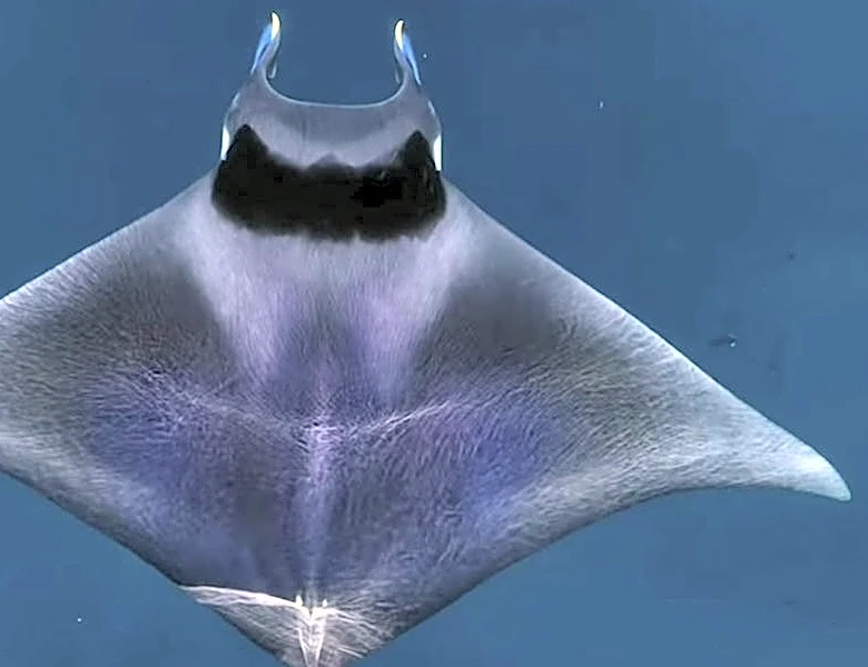 Rare influx of devil rays appears underway off Southern California