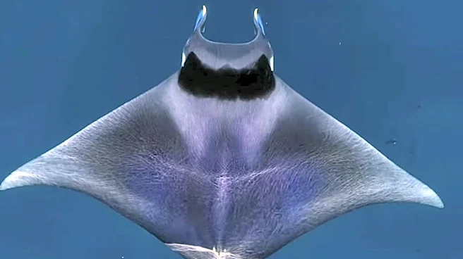 Rare influx of devil rays appears underway off Southern California