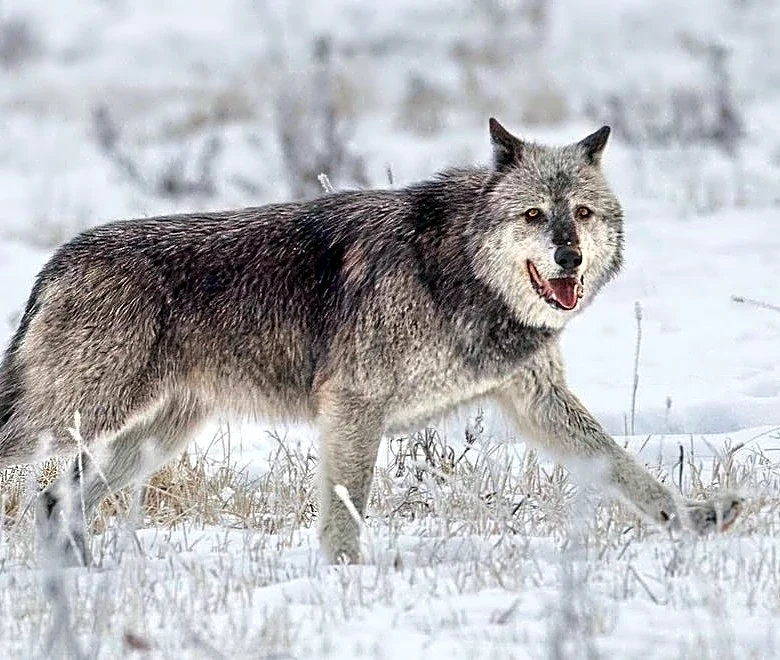 Famous Yellowstone wolf pack might have outsmarted Wyoming hunters