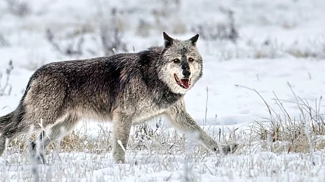Famous Yellowstone wolf pack might have outsmarted Wyoming hunters