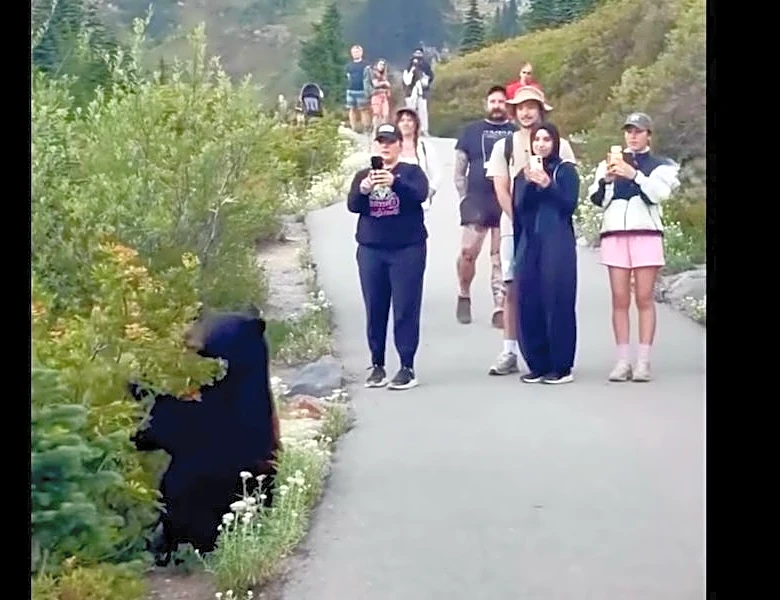 Watch: 'Tourons' stand feet away from feeding bear at Mt. Rainier