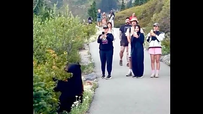 Watch: 'Tourons' stand feet away from feeding bear at Mt. Rainier