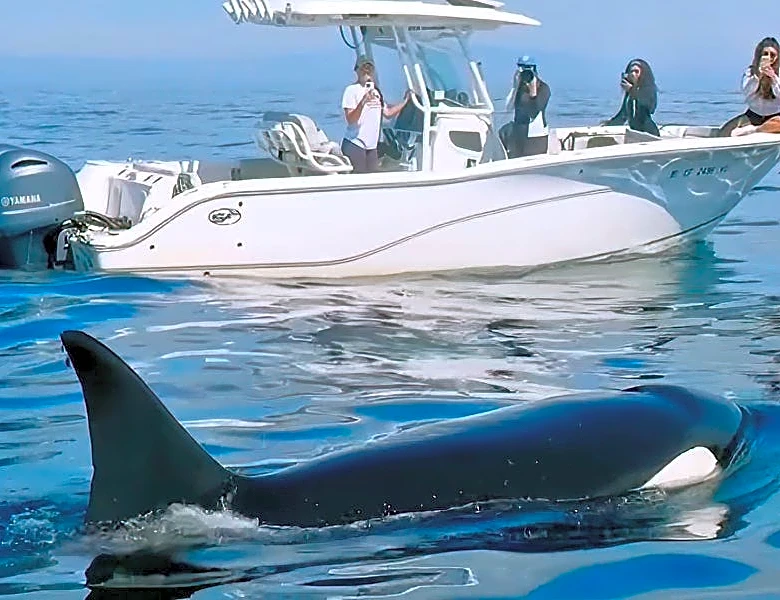 'Baptism by orca' moment caught on video off San Diego