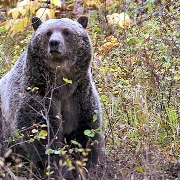 Montana archery hunter faces surgery after surviving bear attack