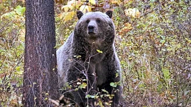 Montana archery hunter faces surgery after surviving bear attack