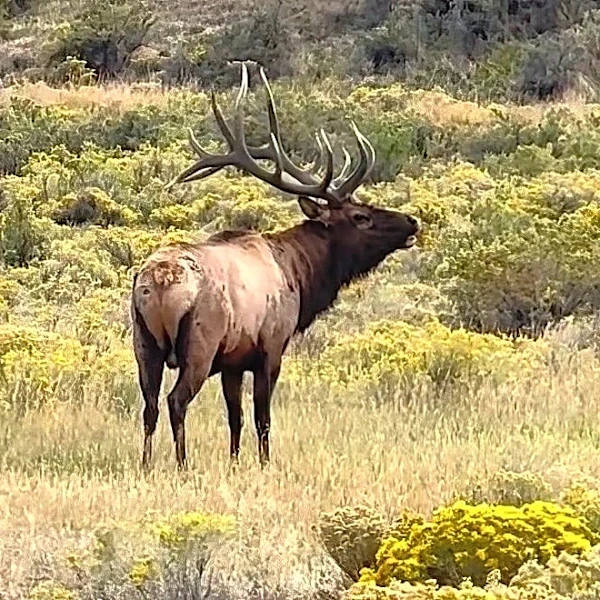 Watch: Massive 'stud' elk snarls traffic at Yellowstone entrance