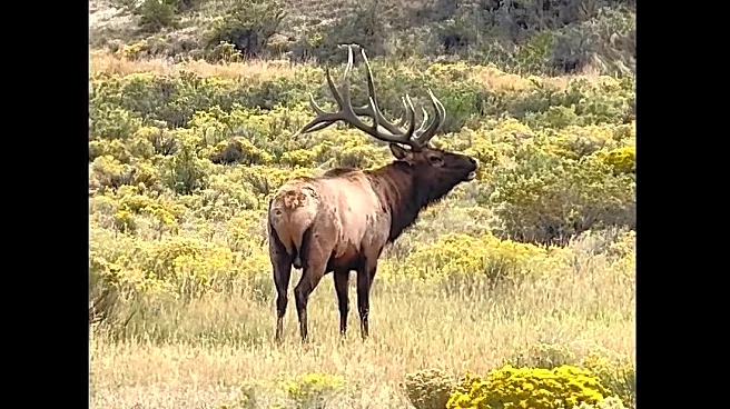 Watch: Massive 'stud' elk snarls traffic at Yellowstone entrance