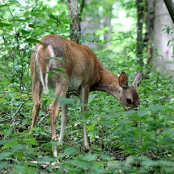 Hunter fatally shoots woman he had mistaken for deer, troopers say