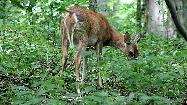 Hunter fatally shoots woman he had mistaken for deer, troopers say