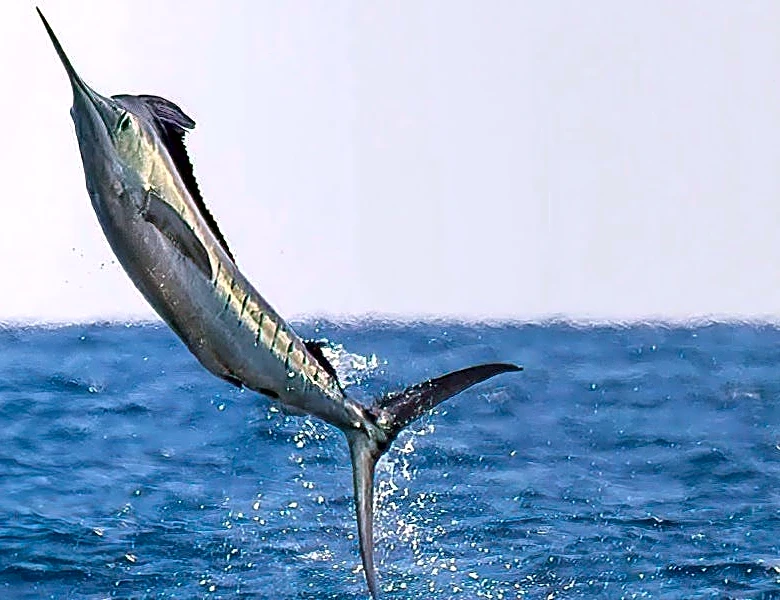 Free-jumping marlin grabs spotlight during wildly exotic SoCal season