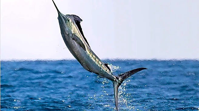 Free-jumping marlin grabs spotlight during wildly exotic SoCal season