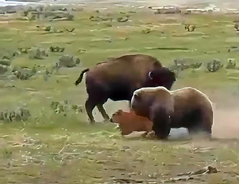 Yellowstone bison shown pummeling grizzly bear, but there’s a caveat